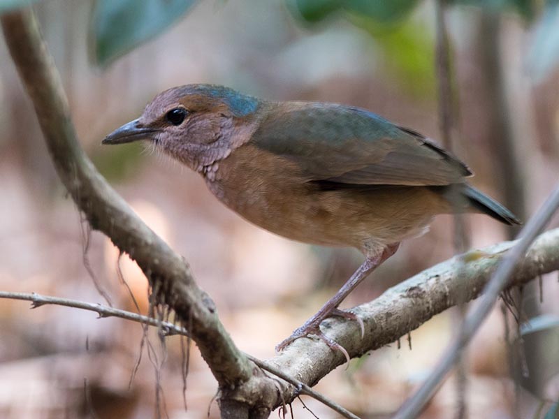 Birds of South East Asia