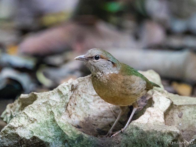 Birds of South East Asia