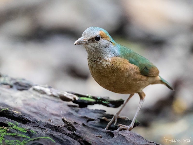 Birds of South East Asia