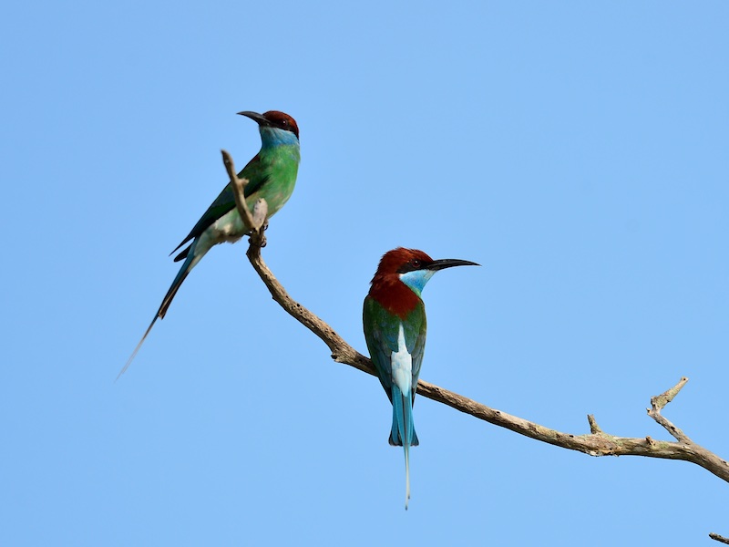 Birds of South East Asia
