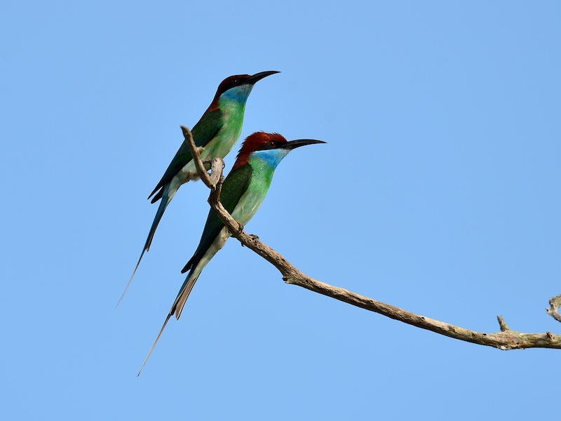 Birds of South East Asia