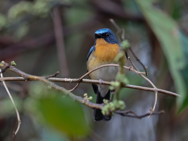 Birds of South East Asia