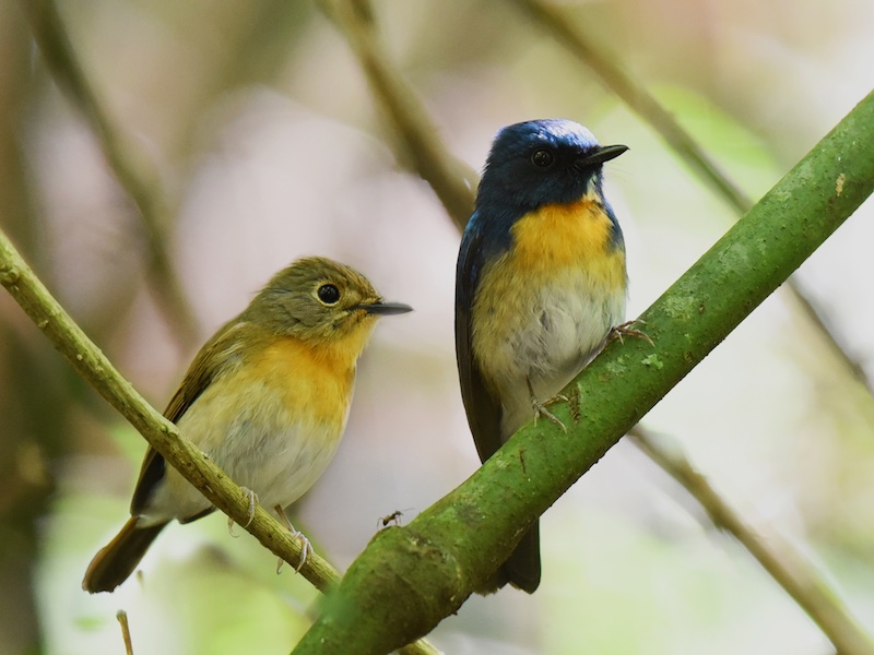 Birds of South East Asia