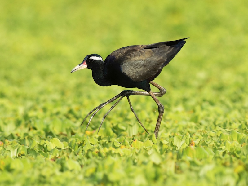 Birds of South East Asia