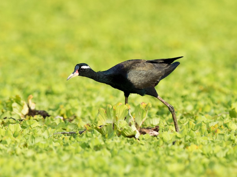 Birds of South East Asia