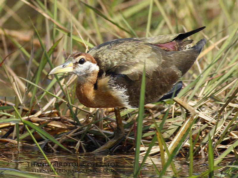 Birds of South East Asia