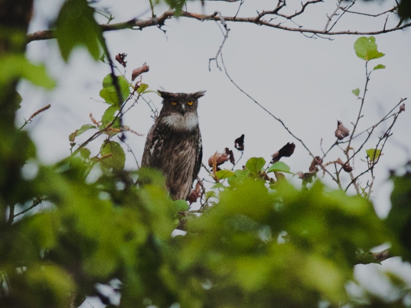 Birds of South East Asia