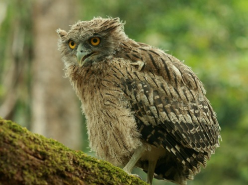 Birds of South East Asia