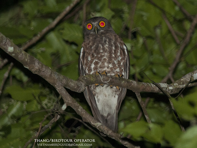 Birds of South East Asia