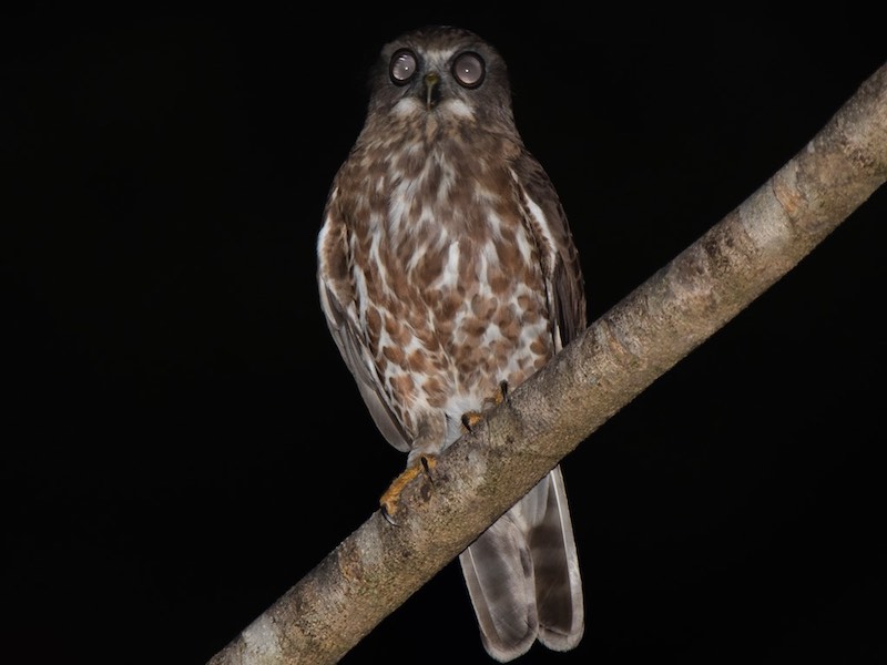 Birds of South East Asia