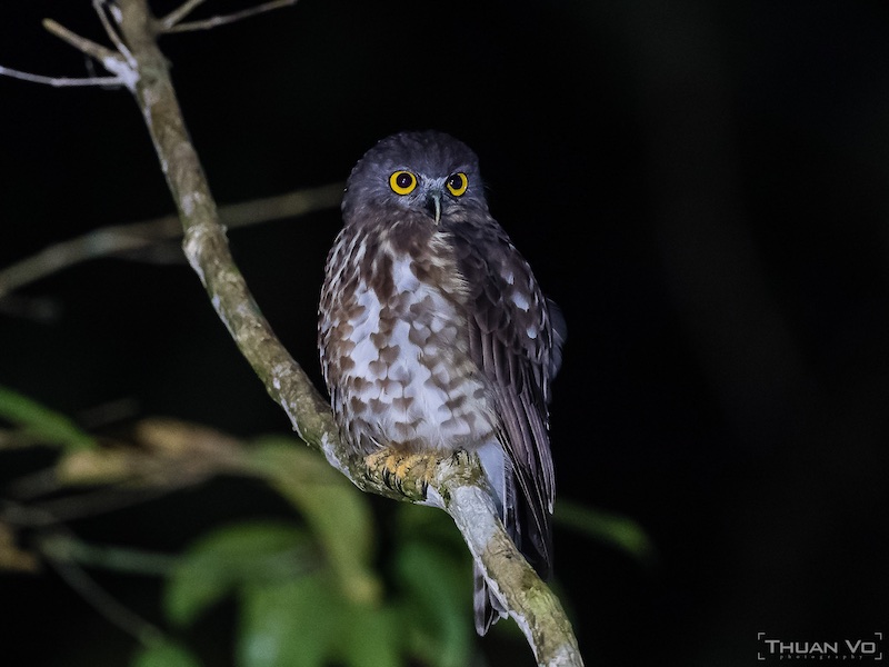 Birds of South East Asia