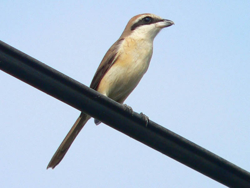 Birds of South East Asia