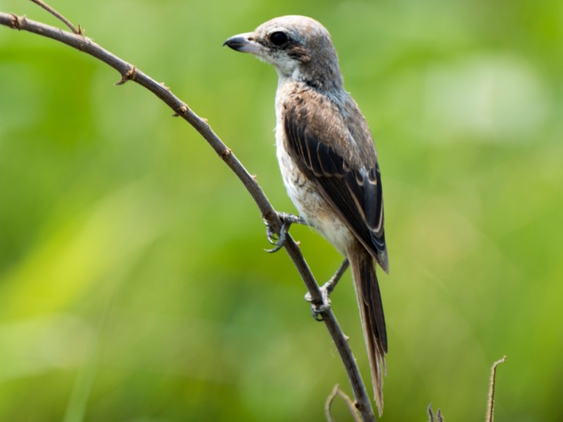 Birds of South East Asia