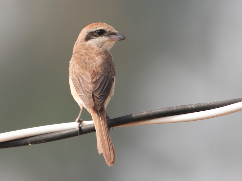 Birds of South East Asia