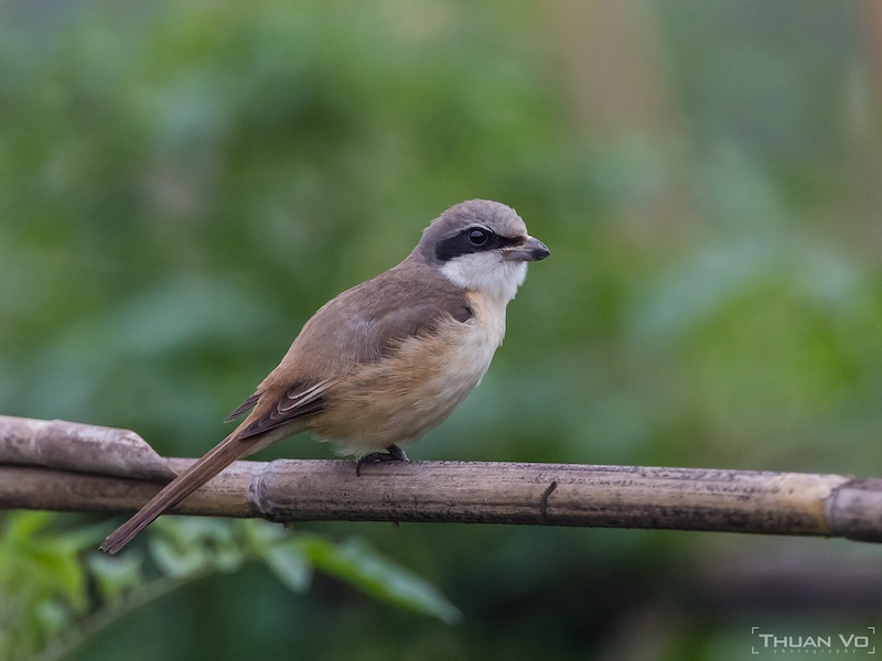 Birds of South East Asia