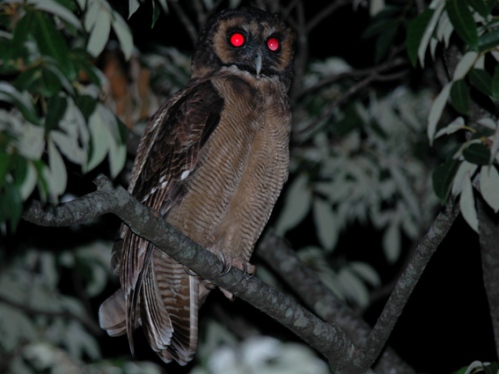 Birds of South East Asia