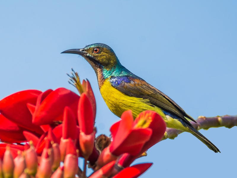 Birds of South East Asia