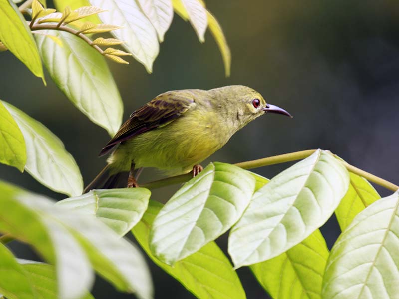 Birds of South East Asia