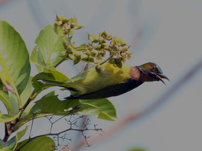 Birds of South East Asia