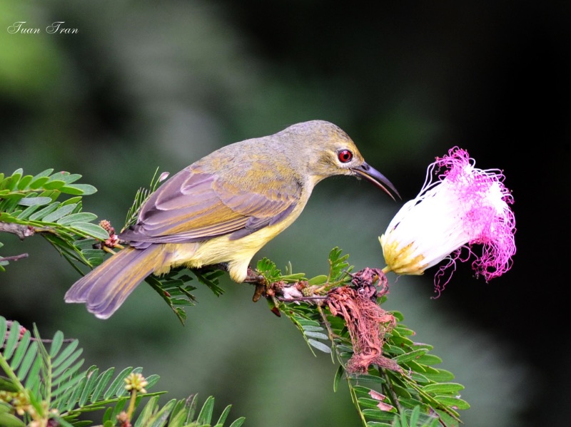 Birds of South East Asia