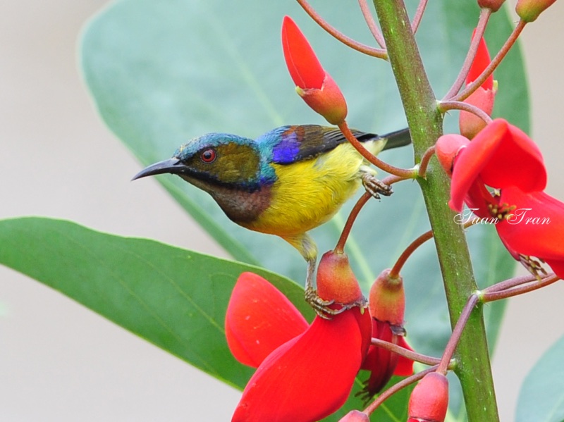 Birds of South East Asia