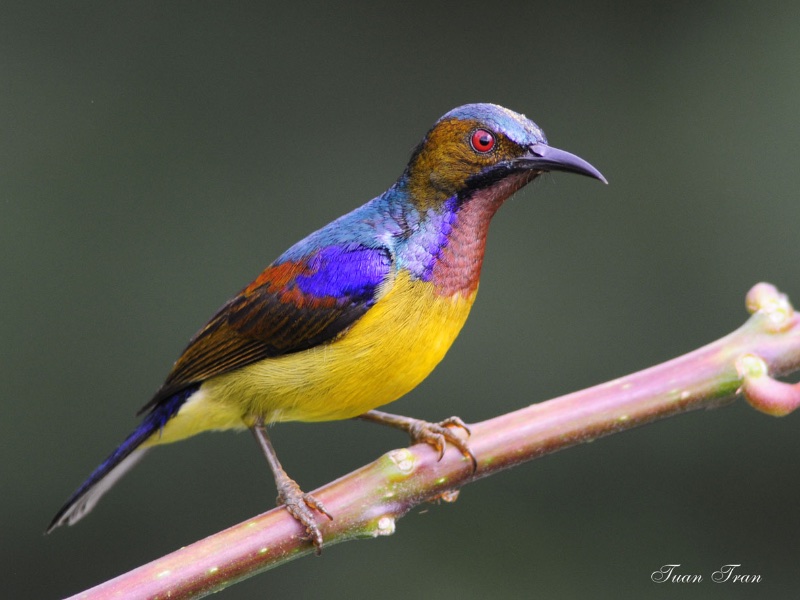 Birds of South East Asia