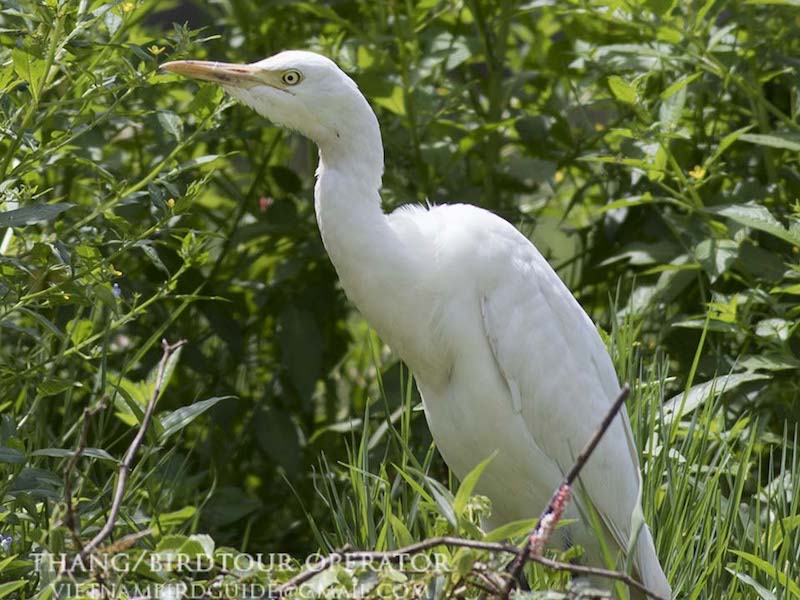 Birds of South East Asia