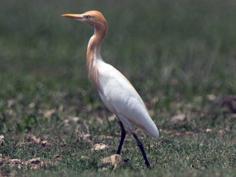 Birds of South East Asia