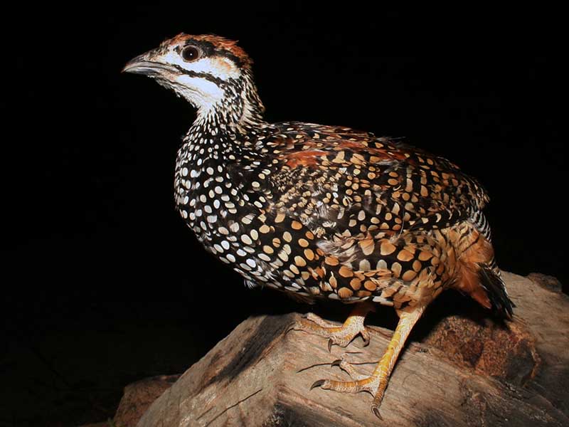 Birds of South East Asia