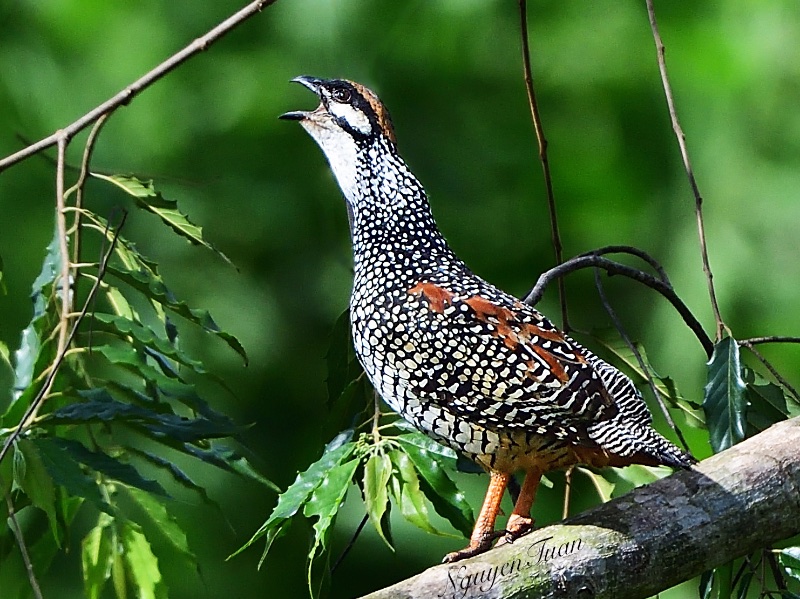 Birds of South East Asia