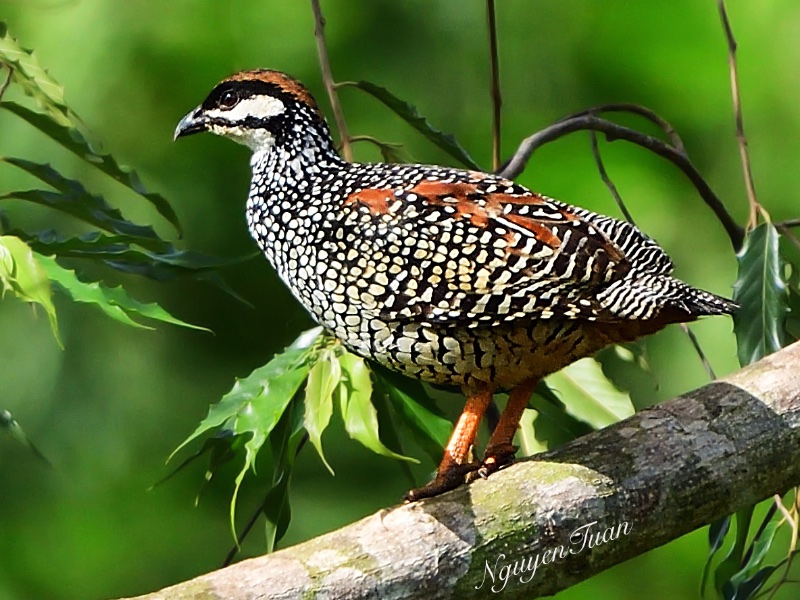 Birds of South East Asia