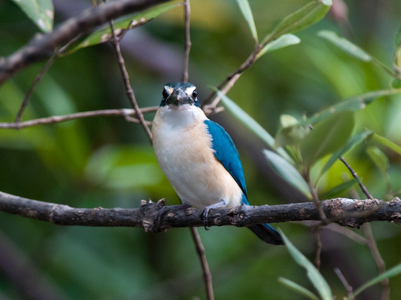 Birds of South East Asia