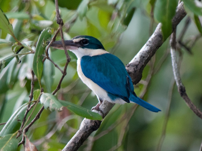 Birds of South East Asia