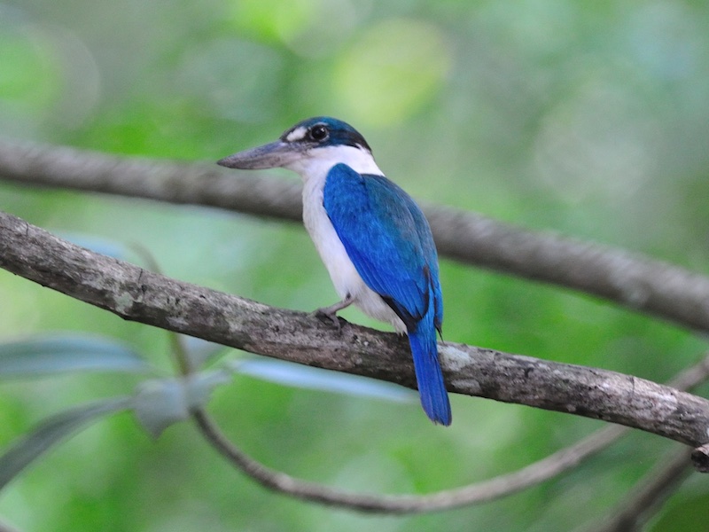 Birds of South East Asia