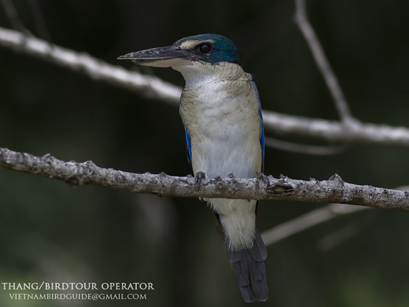 Birds of South East Asia