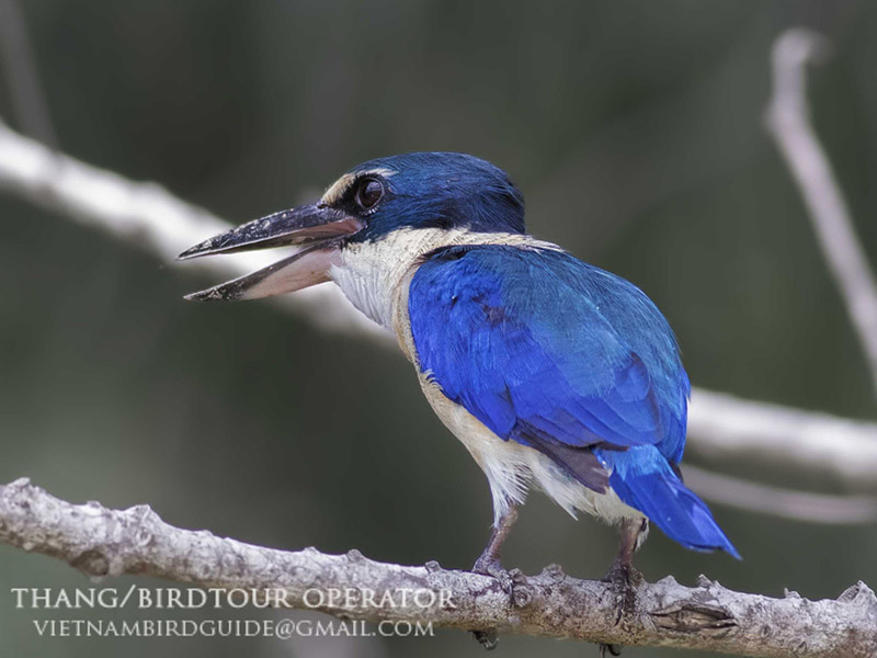 Birds of South East Asia