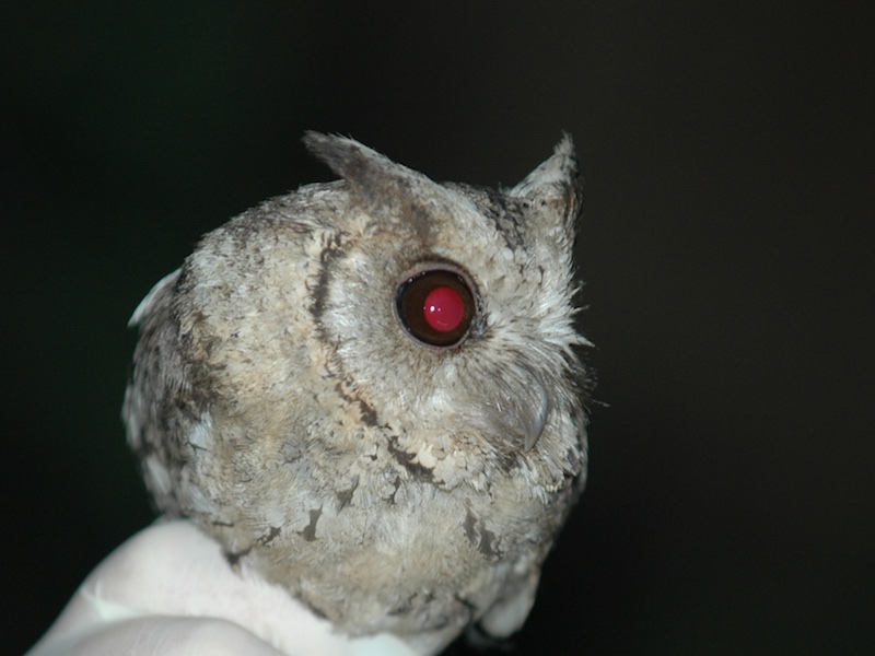 Birds of South East Asia