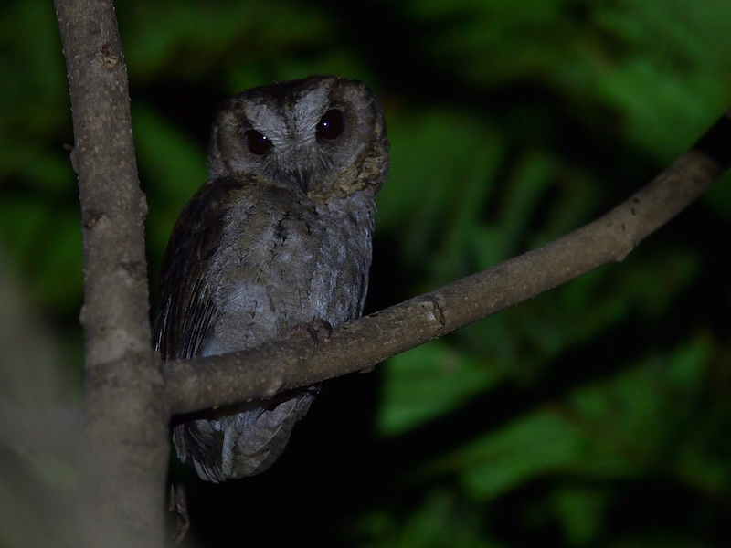 Birds of South East Asia