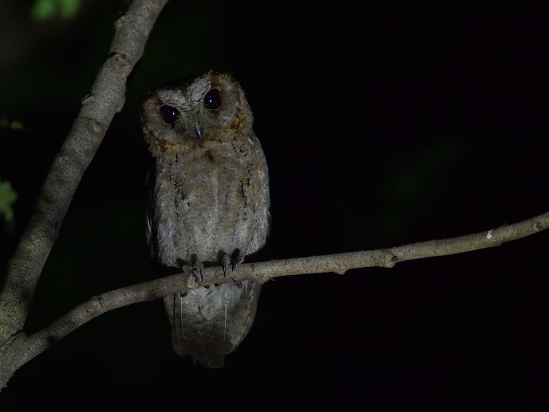Birds of South East Asia
