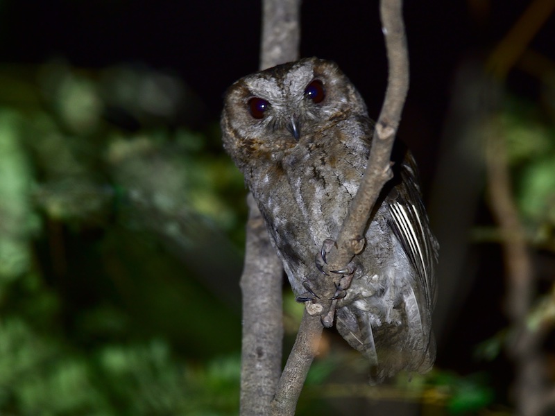 Birds of South East Asia