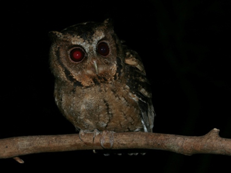 Birds of South East Asia