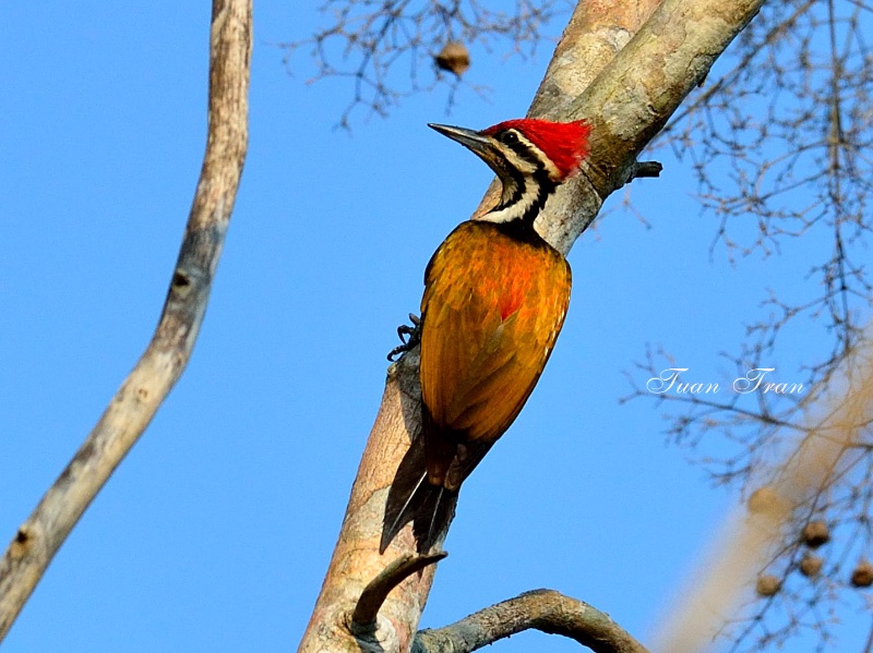 Birds of South East Asia