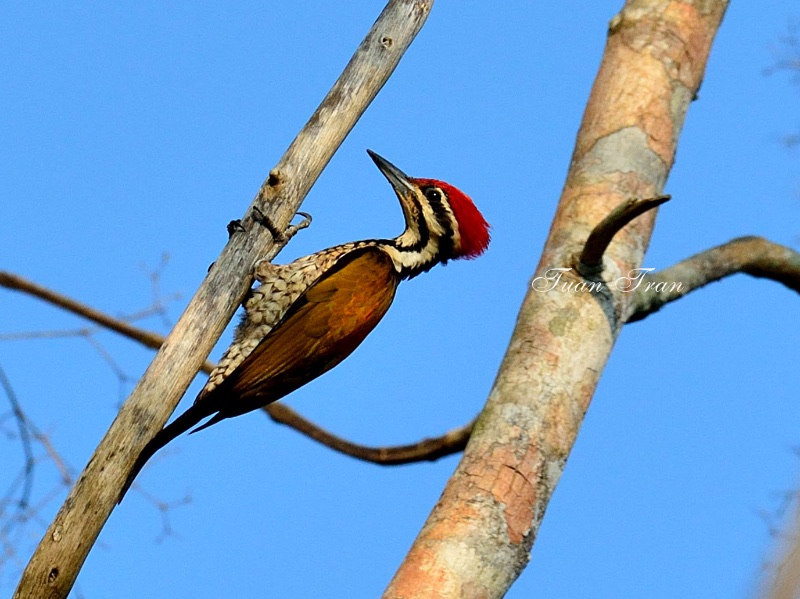 Birds of South East Asia