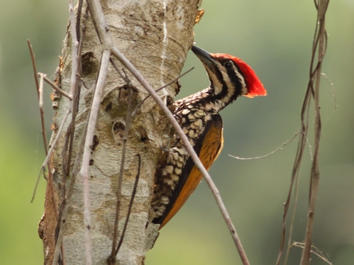 Birds of South East Asia