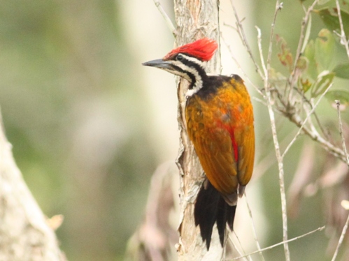 Birds of South East Asia