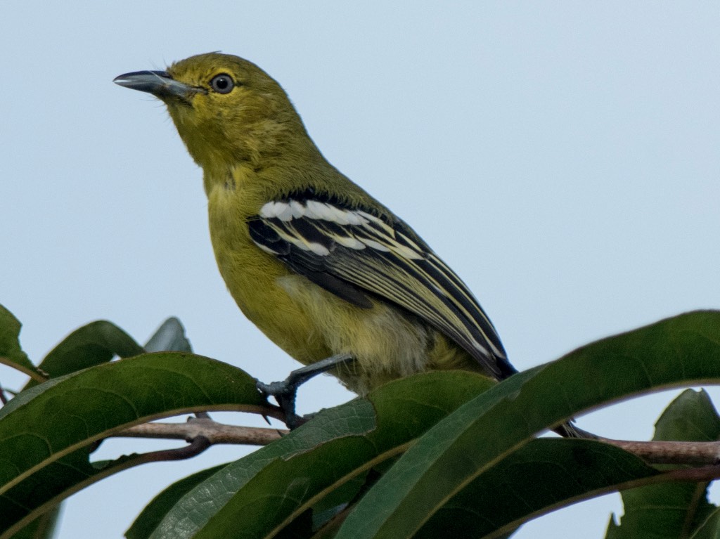 Birds of South East Asia
