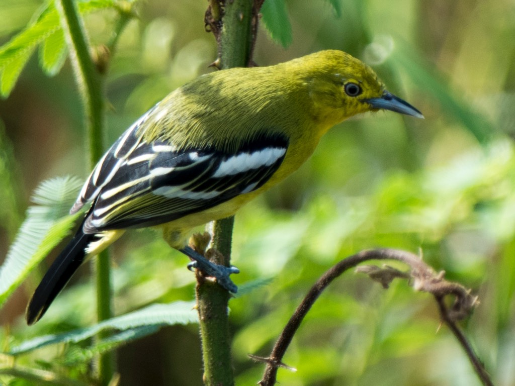 Birds of South East Asia