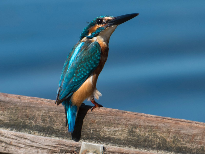 Alcedo atthis