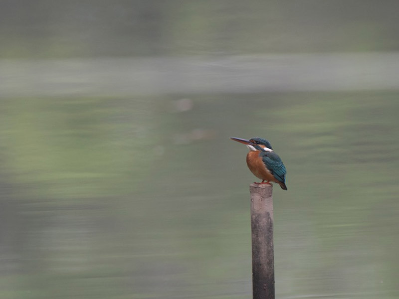 Birds of South East Asia