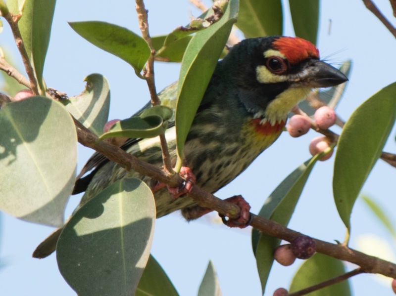 Birds of South East Asia